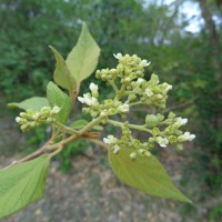 <i>Premna tomentosa</i>  Willd.